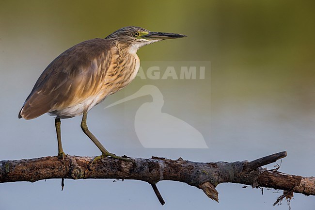 Ralreiger staand op tak; Squacco Heron perched on branch stock-image by Agami/Daniele Occhiato,
