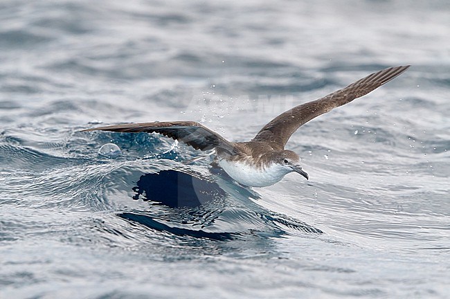 Persian shearwater (Puffinus persicus) in the Arabian Sea in Oman. stock-image by Agami/Tomi Muukkonen,