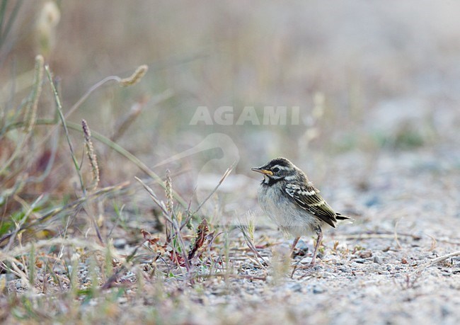 Pas uitgevlogen juveniele Iberische Gele Kwikaart lopend op zandpad;Just flegged juvenile Spanish Wagtail standing on a dustroad stock-image by Agami/Ran Schols,