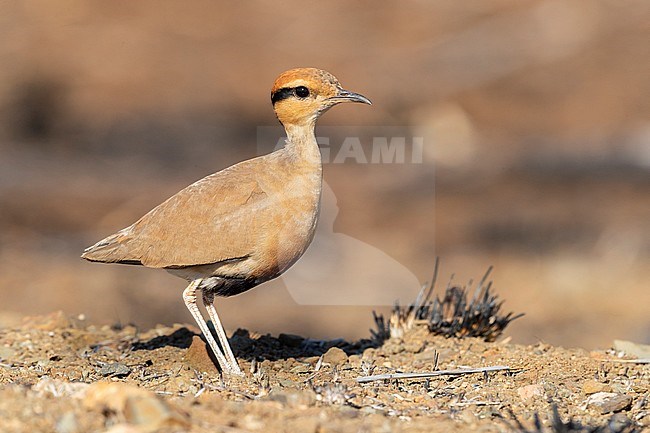 Temminck's Courser (Cursorius temminckii), sive view of an adult sqatting, Mpumalanga, South Africa stock-image by Agami/Saverio Gatto,