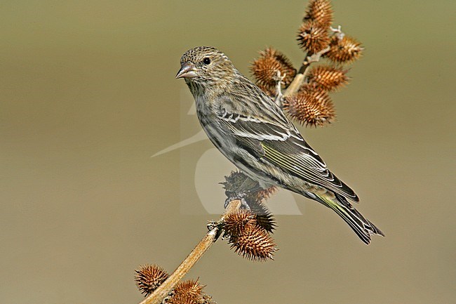 Adult male
Kern Co., CA
January 2005 stock-image by Agami/Brian E Small,