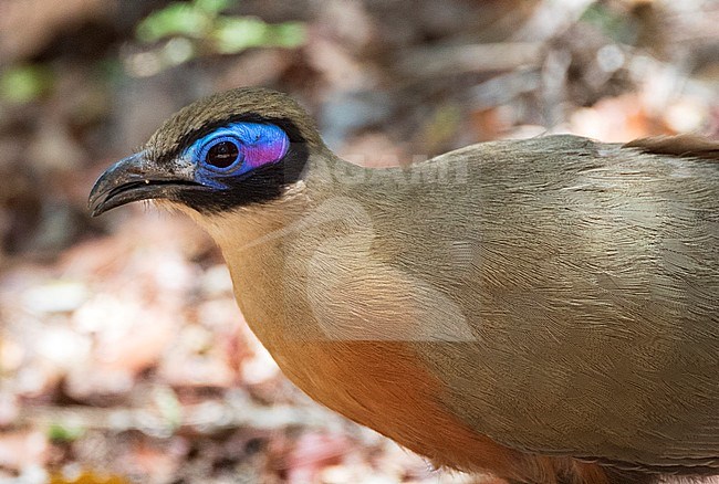 Grote Coua; Giant Coua (Coua gigas) endemic species from Madagascar stock-image by Agami/Marc Guyt,