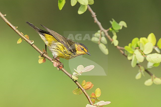 Adult male
Galveston Co., TX
April 2022 stock-image by Agami/Brian E Small,