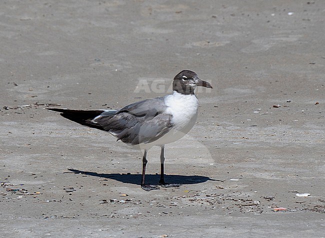 Laughing Gull (Larus atricilla) on the beach of Daytona (Florida) in August stock-image by Agami/Roy de Haas,