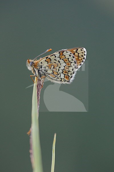 Glanville Fritillary resting on small plant in Mercantour in France. stock-image by Agami/Iolente Navarro,