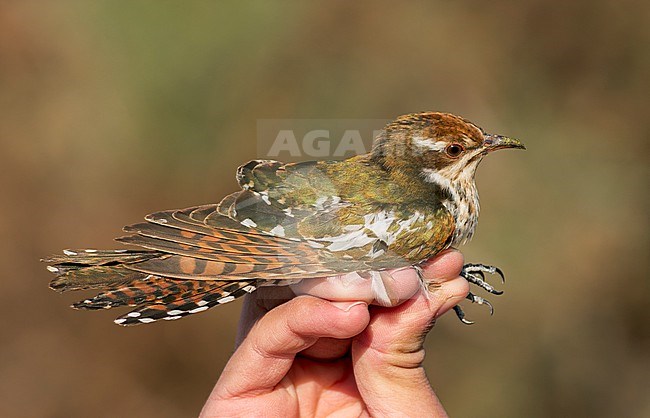 Immature Diederik Cuckoo, Chrysococcyx caprius, caught in Israel. stock-image by Agami/Yoav Perlman,