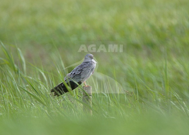 Grauwe Kiekendief, Montagus Harrier, Circus pygargus stock-image by Agami/Reint Jakob Schut,