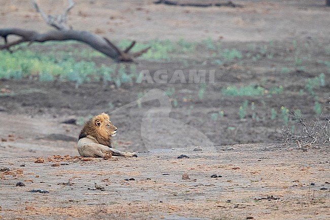 Lion (Panthera leo melanochaita), adult male resting in the savannah, mpumalanga, South Africa stock-image by Agami/Saverio Gatto,