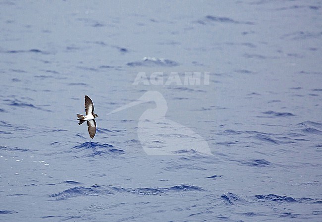 Polynesian storm petrel, Nesofregetta fuliginosa, in flight over the southern Pacific Ocean. stock-image by Agami/Pete Morris,