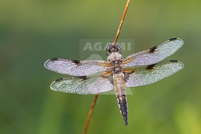 Libellula quadrimaculata - Four-spotted chaser - Vierfleck, Germany (Baden-Württemberg), imago stock-image by Agami/Ralph Martin,