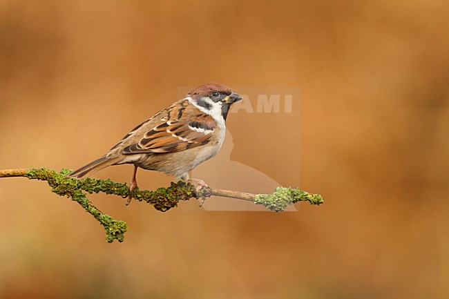 Ringmus op bemoste tak; Eurasian Tree Sparrow on pearch; Feldsperling; Passer montanus stock-image by Agami/Walter Soestbergen,