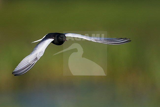 Witvleugelstern; White-winged Tern; Chlydonia leucopterus Poland, adult stock-image by Agami/Ralph Martin,