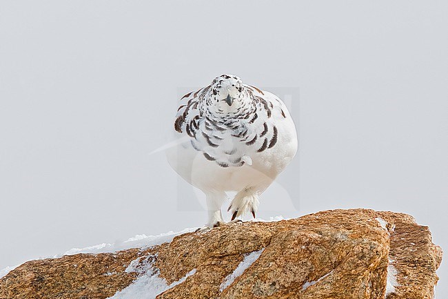White-tailed Patrmigan, Lagopus leucura altipetens on a rock walking towards the camera in the Rocky Mountains. Partly in winter plumage, partly in summer. stock-image by Agami/Nigel Voaden,