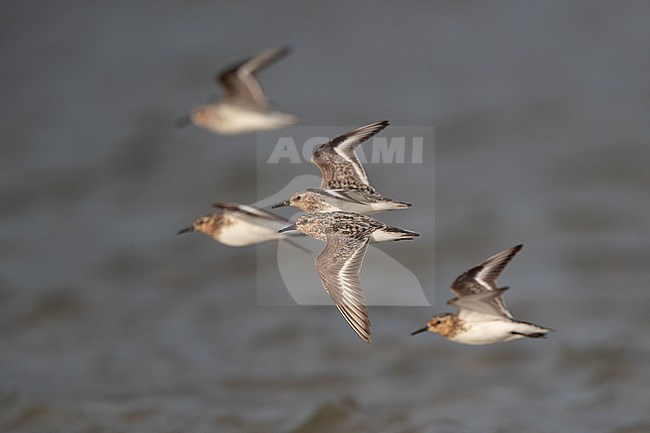 Flock of adult Sanderling (Calidris alba) flying over water during migration at Blåvandshuk, Denmark stock-image by Agami/Helge Sorensen,