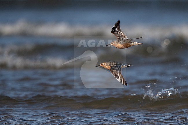 A pair of adult Red Knot (Calidris canutus) flying over water during migration at Blåvandshuk, Denmark stock-image by Agami/Helge Sorensen,