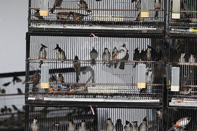 Pet bird shops full with illegal caught Red-whiskered Bulbuls in Singapore. stock-image by Agami/James Eaton,