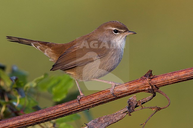 Cetti's Zanger; Cetti's Warbler; Cettia cetti stock-image by Agami/Daniele Occhiato,