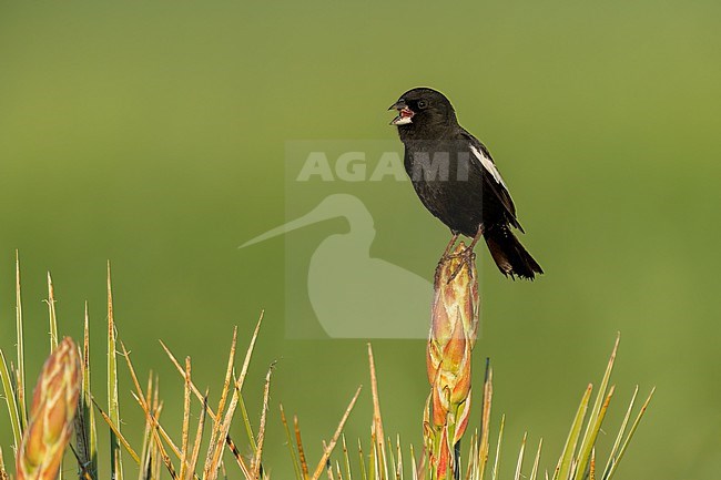 Adult male breeding
Weld Co., CO
June 2023 stock-image by Agami/Brian E Small,