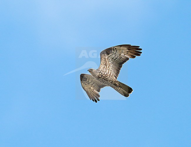 Adult European Honey Buzzard (Pernis apivorus) flying, migrating in blue sky showing underside stock-image by Agami/Ran Schols,