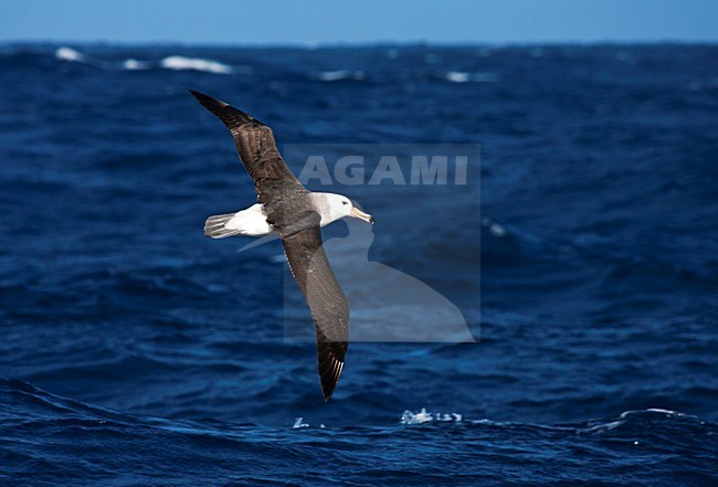 Onvolwassen Wenkbrauwalbatros vliegend boven de oceaan; immature Black-browed Albatross flying above open ocean; stock-image by Agami/Marc Guyt,