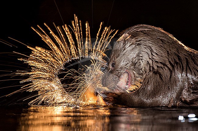 Europese Otter vissend in de nacht; Nightly fishing Otter (Lutra lutra) stock-image by Agami/Bence Mate,