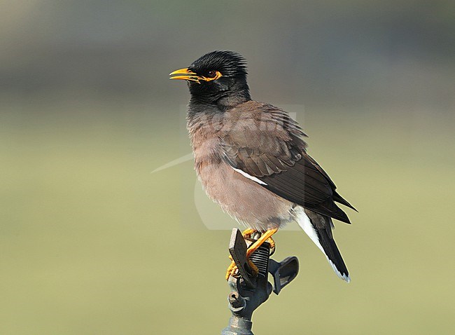 Singing Common Myna, Acridotheres tristis, at Barqa- Oman. stock-image by Agami/Aurélien Audevard,