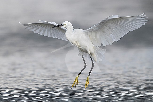 Kleine Zilverreiger in vlucht; Little Egret in flight stock-image by Agami/Daniele Occhiato,