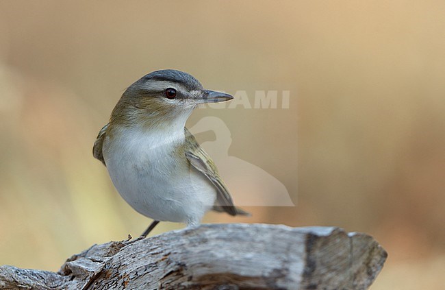 Red-eyed Vireo, Vireo olivaceus, at Dry Tortugas, Florida, USA stock-image by Agami/Helge Sorensen,