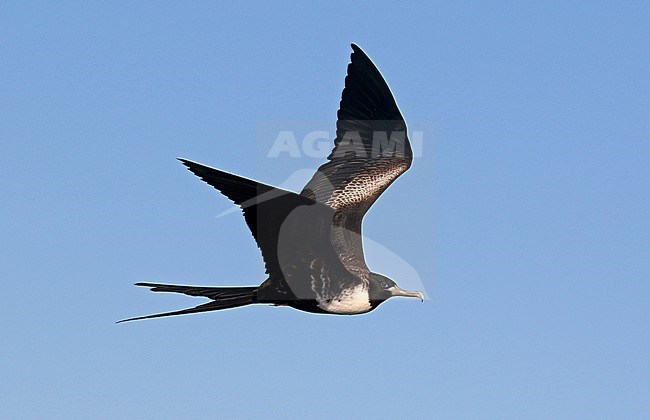 Flying Magnificent Frigatebird, Fregata magnificens, on the Galapagos islands, Ecuador. stock-image by Agami/Dani Lopez-Velasco,