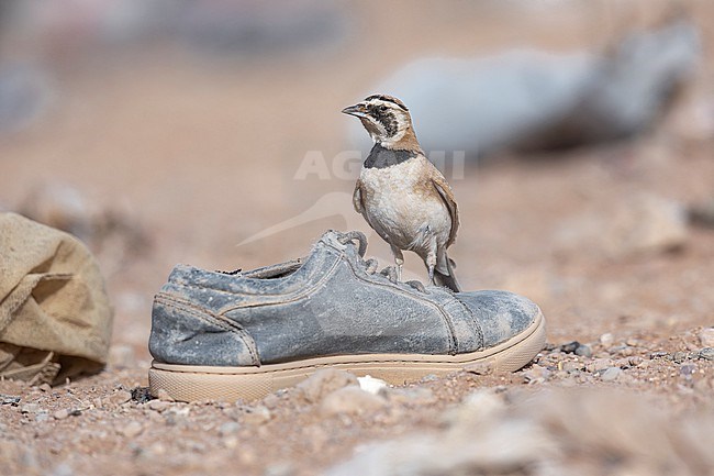 First summer male Temminck's Lark (Eremophila bilopha) in Boumalne Dadès, Morocco. stock-image by Agami/Vincent Legrand,