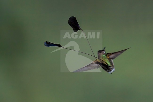 Birds of Peru, a stunning male Marvelous Spatuletail stock-image by Agami/Dubi Shapiro,