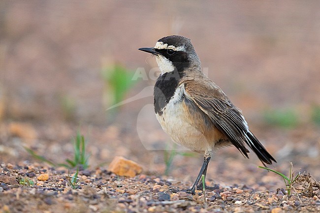 Capped Wheatear (Oenanthe pileata), side view of an adult standing on the ground with material for the nest in its bill, Western Cape, South Africa stock-image by Agami/Saverio Gatto,