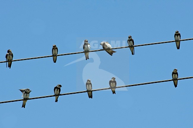 Sand Martin a group resting and preening on wire Spain, Oeverzwaluw een groep rustend en poetsend op draad Spanje stock-image by Agami/Wil Leurs,