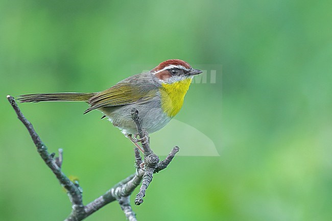 Adult
Nuevo Leon, Mexico
May 2022 stock-image by Agami/Brian E Small,