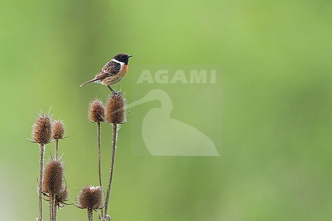 European Stonechat - Schwarzkehlchen - Saxicola torqatus ssp. rubicola, Czech Republic, adult male stock-image by Agami/Ralph Martin,