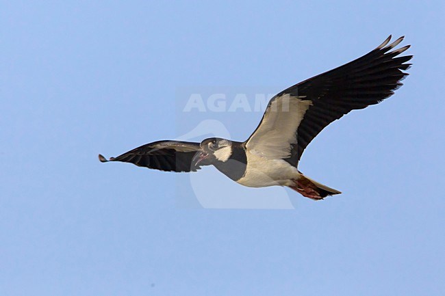 Kievit in vlucht, Northern Lapwing in flight stock-image by Agami/Daniele Occhiato,