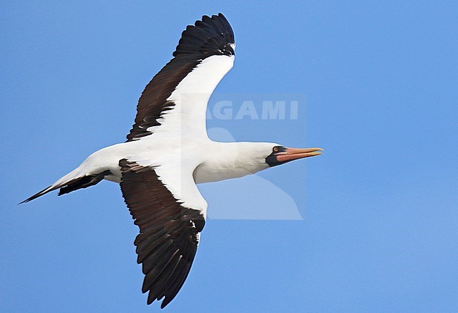 Adult Nazca Booby (Sula granti) in flight off the Galapagos islands, Ecuador. stock-image by Agami/Dani Lopez-Velasco,