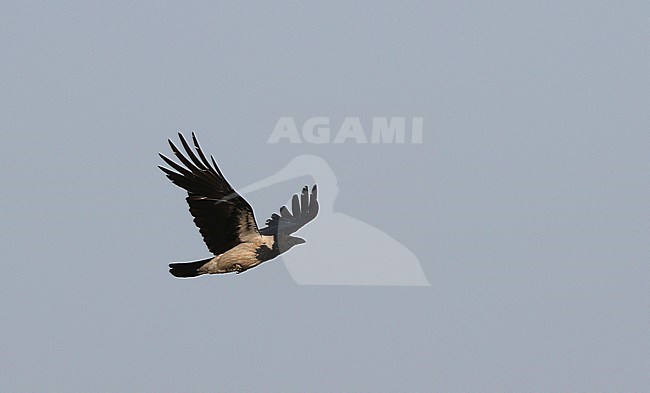 Mesopotamian Crow, Corvus (cornix) capellanus stock-image by Agami/James Eaton,