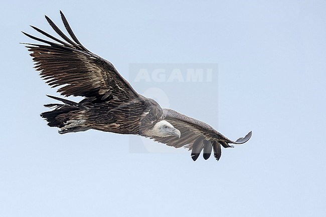 Juvenile Rüppell's Vulture
(Gyps rueppellii) flying over Jbel Moussa, Morocco. stock-image by Agami/Vincent Legrand,