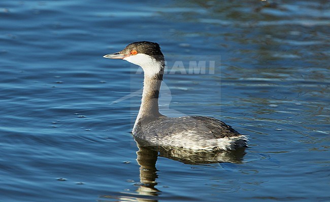 Slavonian Grebe (Podiceps auritus) at Hyères, France. stock-image by Agami/Aurélien Audevard,