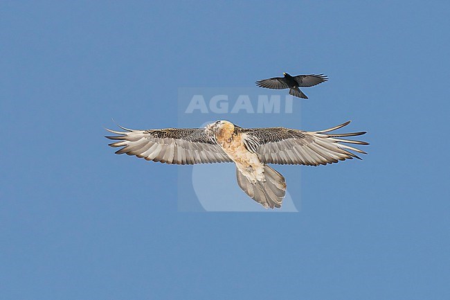 Adult  Bearded Vulture (Gypaetus barbatus) flying against blue sky  in the swiss alps. stock-image by Agami/Marcel Burkhardt,