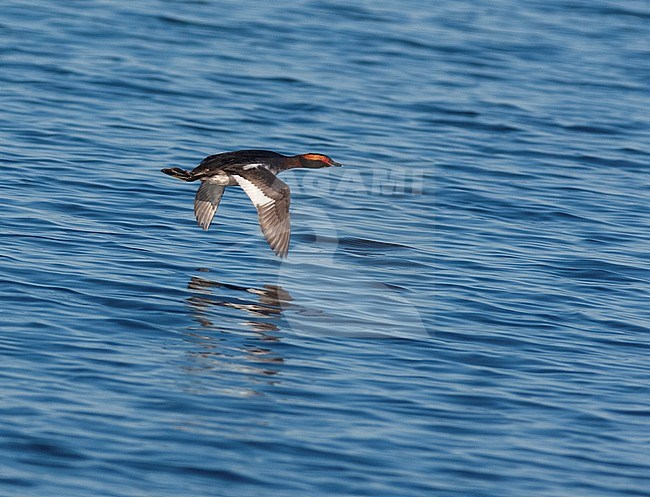 Adult Slavonian Grebe (Podiceps auritus) in summer plumage, flying over a lake. Also known as Horned Grebe. stock-image by Agami/Markku Rantala,