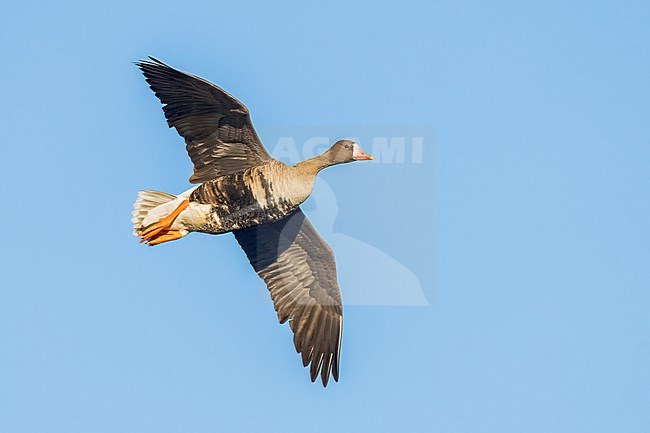 Adult
Colusa Co., CA
January 2023 stock-image by Agami/Brian E Small,