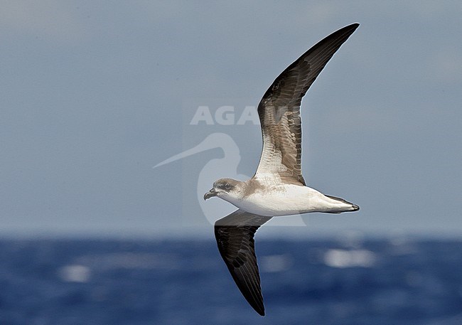 Desertas Petrel (Pterodroma deserta) Madeira Portugal August 2012 stock-image by Agami/Markus Varesvuo,