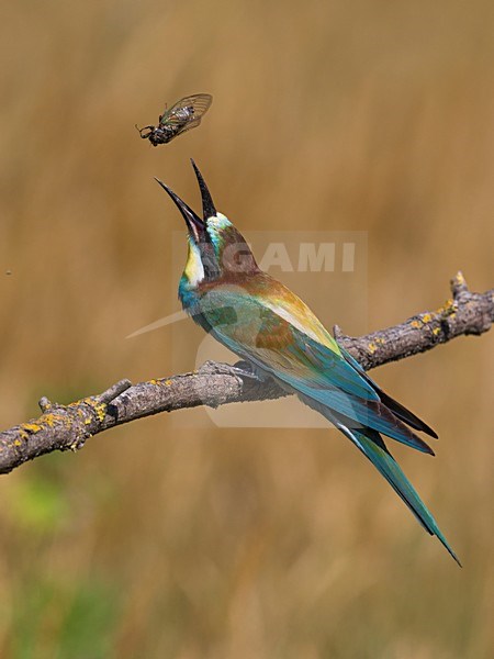 Bijeneter met prooi, European Bee-eater with prey stock-image by Agami/Daniele Occhiato,