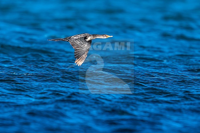 Long-tailed Cormorant (Microcarbo africanus africanus) aka Reed Cormorant flying over Iwik beach in Banc d'Arguin, Mauritania. stock-image by Agami/Vincent Legrand,