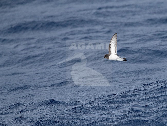 Grey-backed Storm Petrel (Garrodia nereis) in flight over the pacific ocean of subantarctic New Zealand. Showing under wing. stock-image by Agami/Marc Guyt,