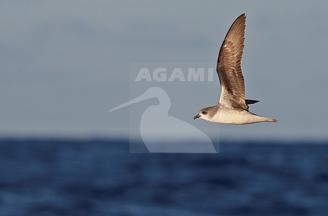 Freira in vlucht, Zino's Petrel in flight stock-image by Agami/Markus Varesvuo,