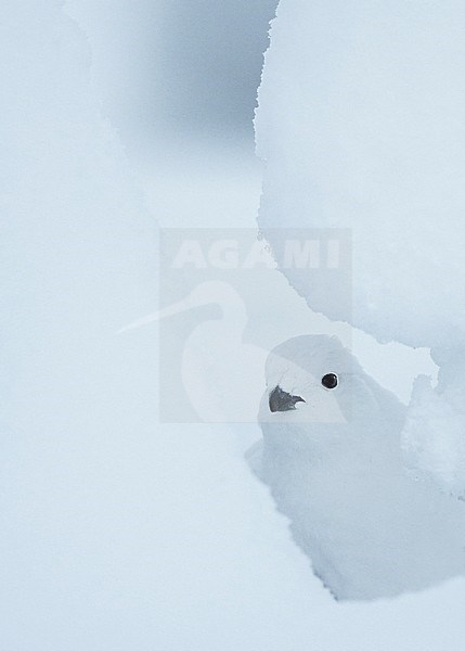 Vrouwtje Moerassneeuwhoen in de sneeuw, Female Willow Ptarmigan in snow stock-image by Agami/Markus Varesvuo,