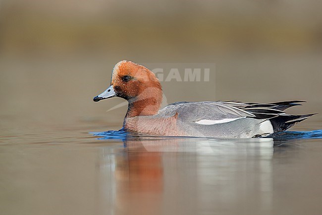 Eurasian Wigeon (Anas penelope) swimming on a pond in Victoria, BC, Canada.(Multiple values) stock-image by Agami/Glenn Bartley,
